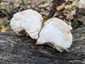 Süngomba (Hericium erinaceus), Budai-hegység